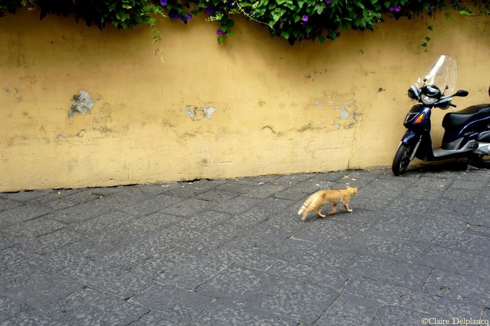 1240332_10151890184455090_1542299531_n