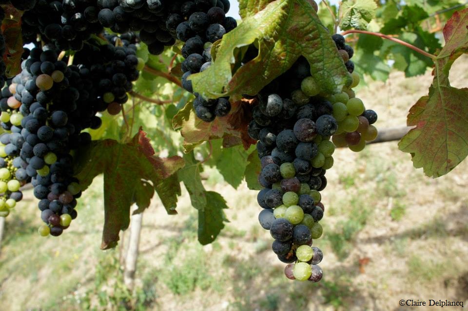 551178_10151890179980090_1623037336_n