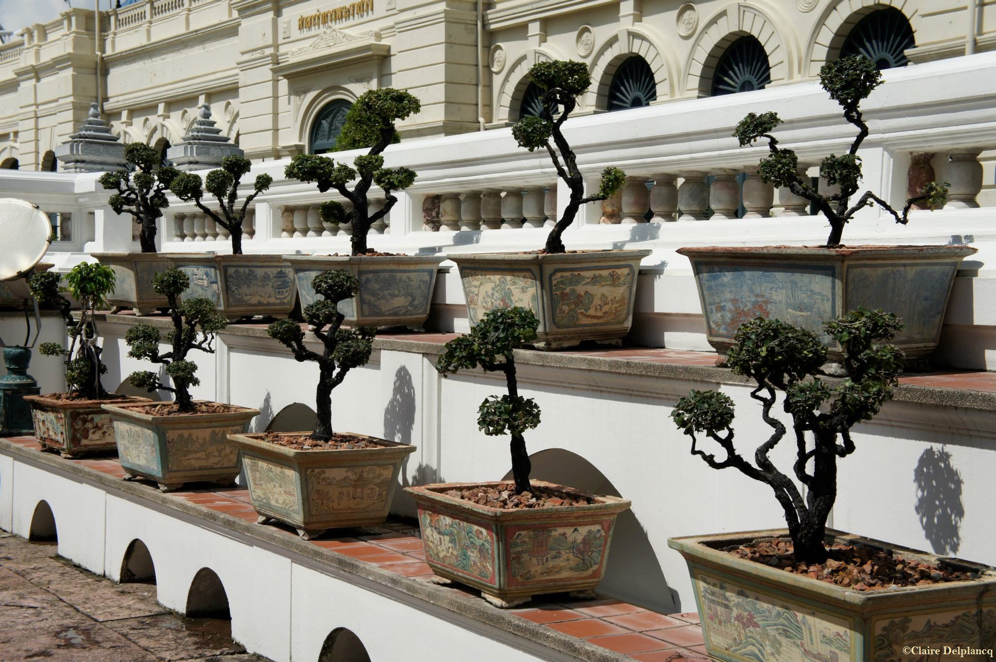 thailand-bangkok-bonsai