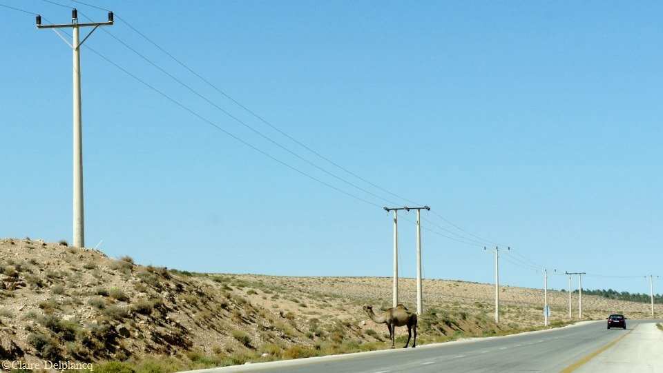 jordan-roadtrip-camel