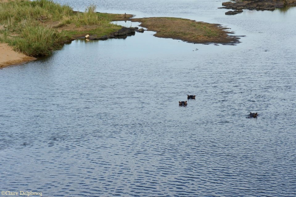 south-africa-kruger-hippo