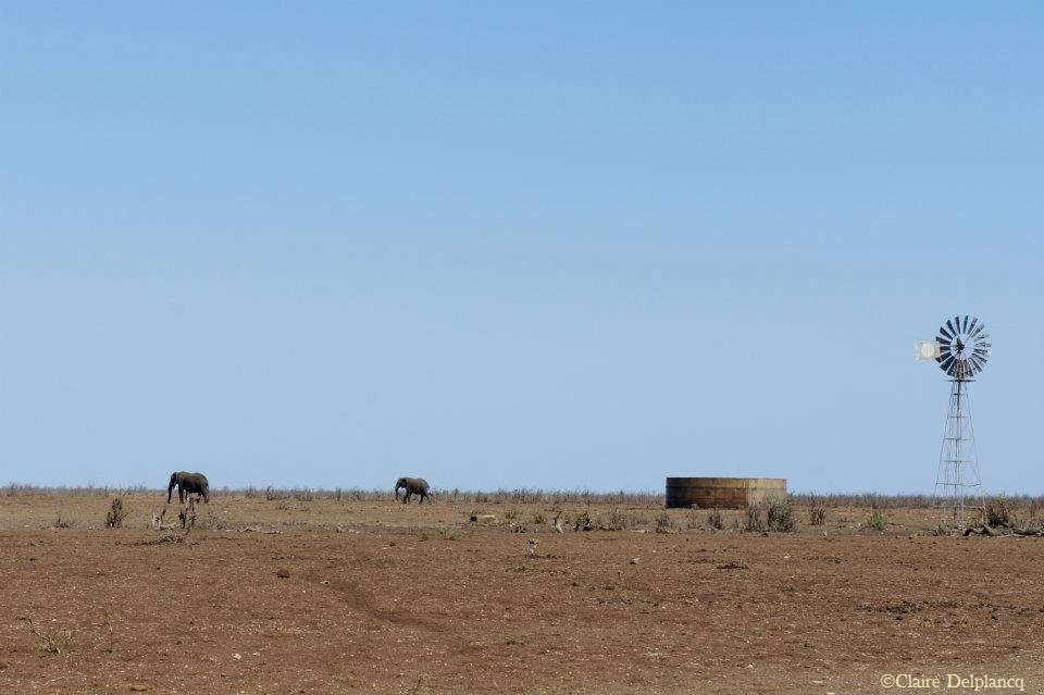 south-africa-kruger-safari-elephants