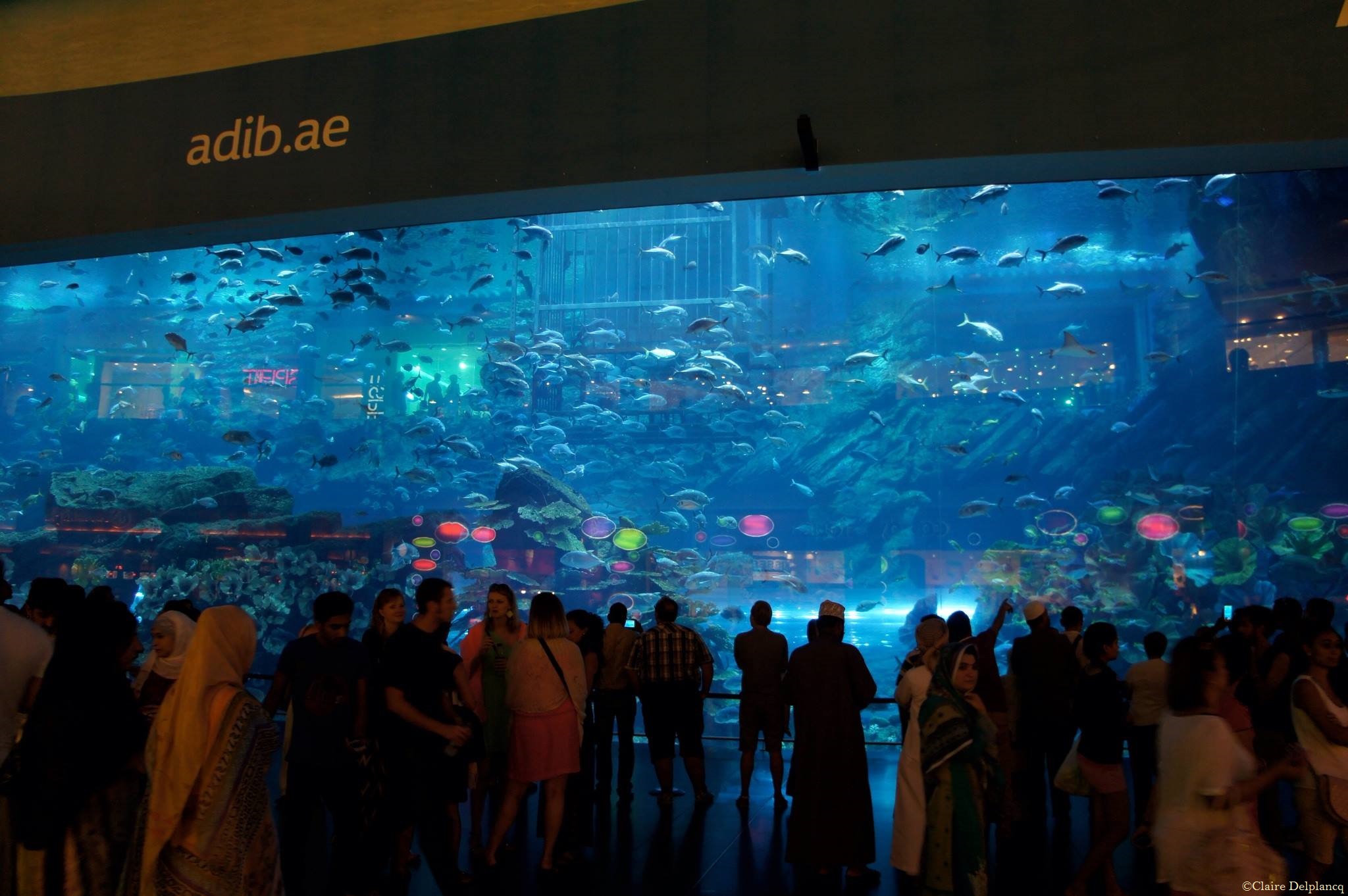 dubai-aquarium