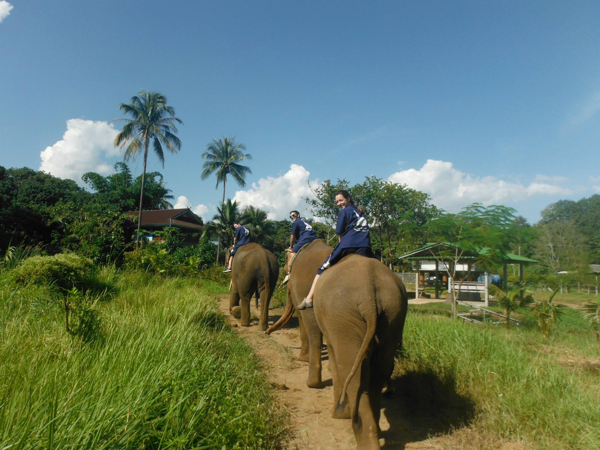 Baan Chang Elephant Park Chiang Mai Thailand