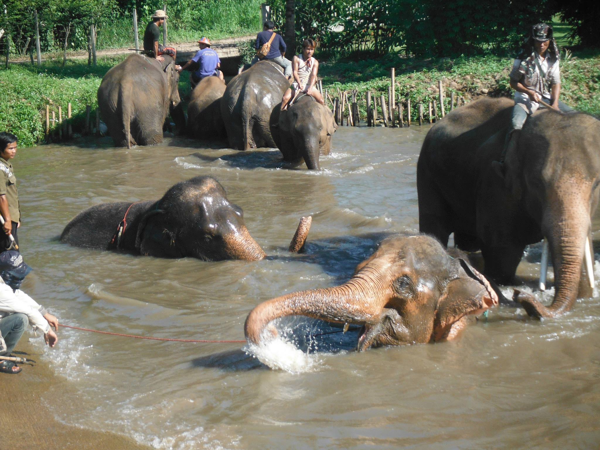 Bath at Baan Chang Elephant Park Chiang Mai Thailand