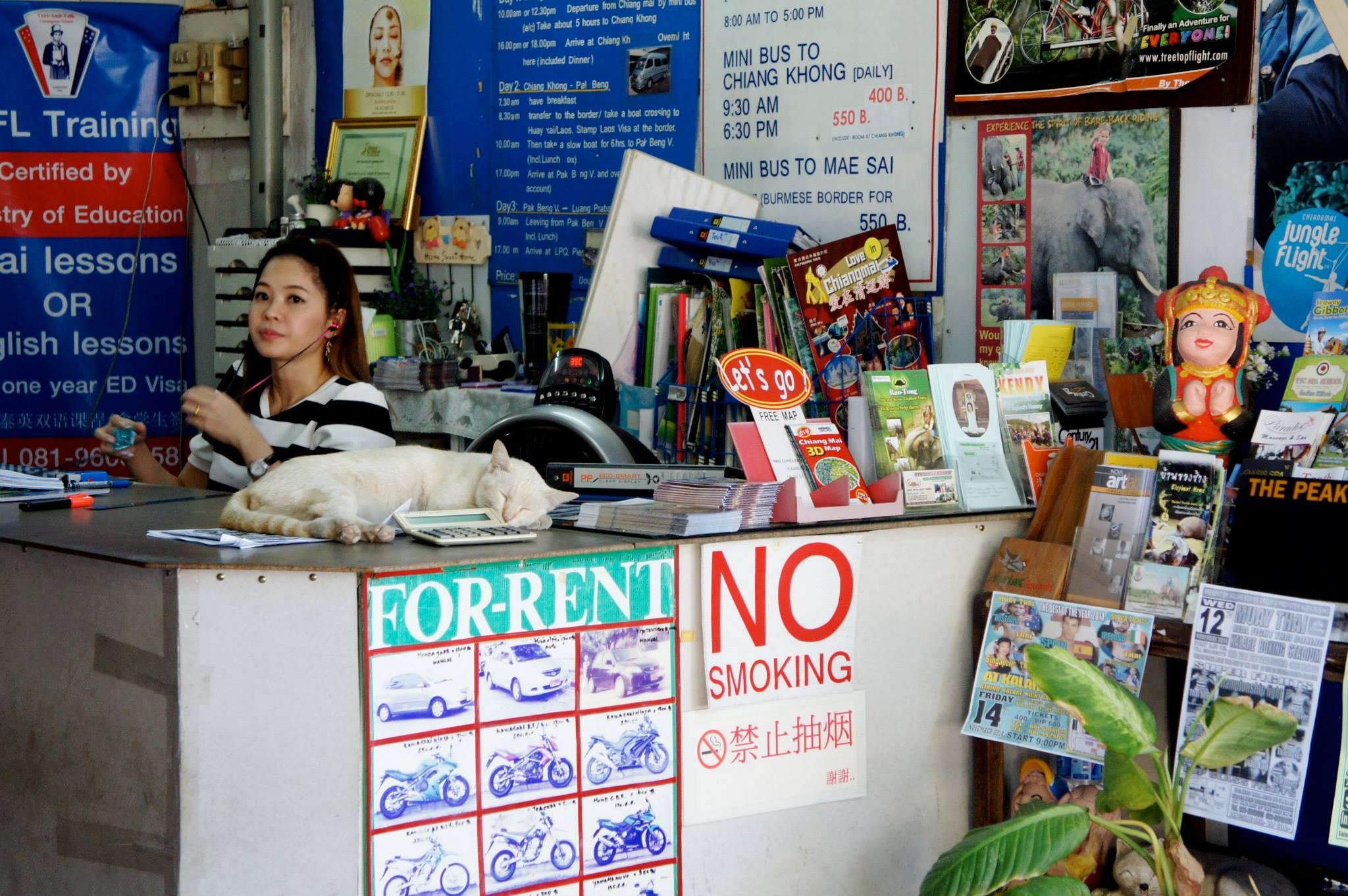 Cat in shop in Chiang Mai Thailand