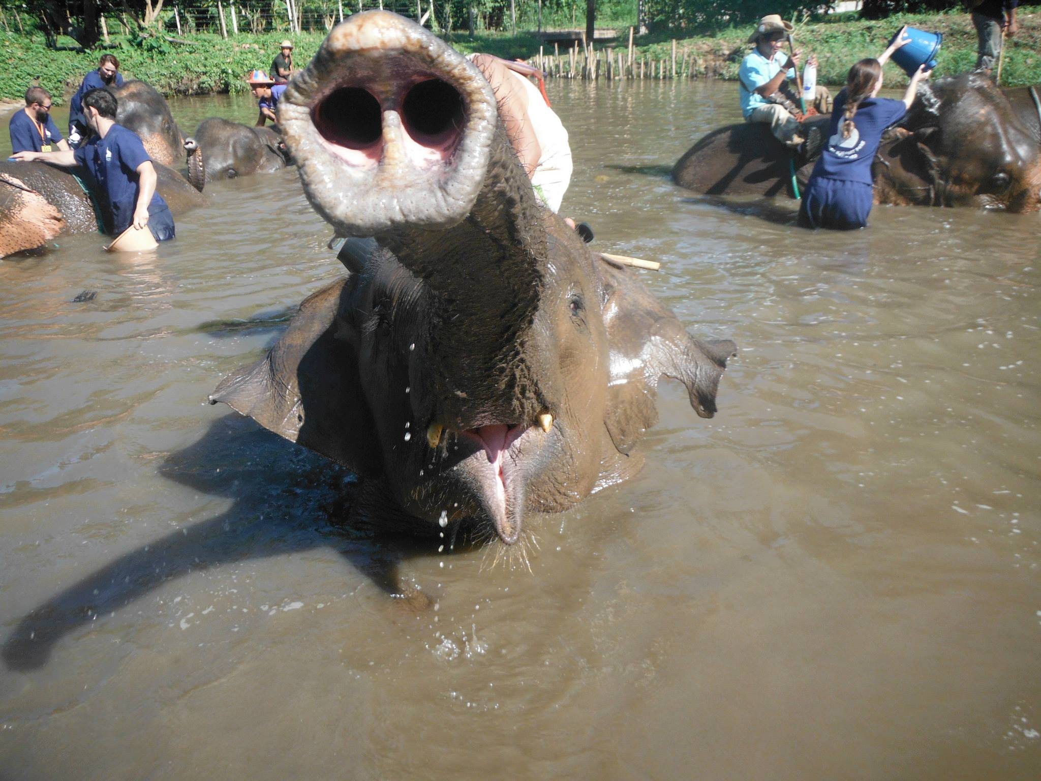 Bath at Baan Chang Elephant Park Chiang Mai Thailand