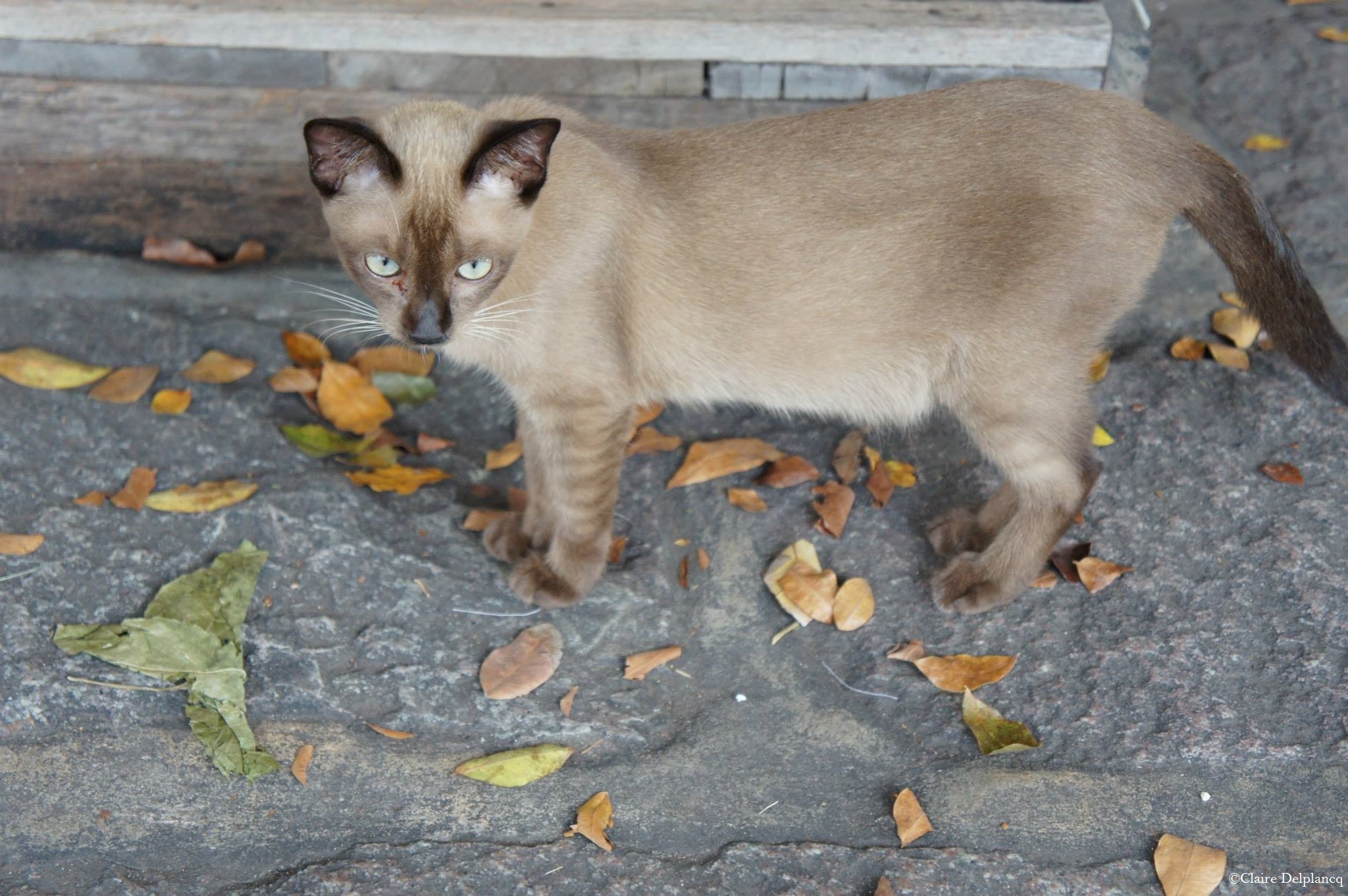 thailand-bangkok-cat