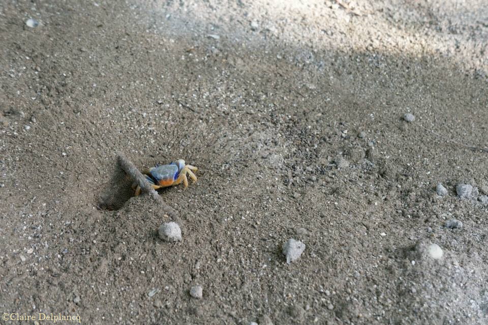 brazil-beach-crab