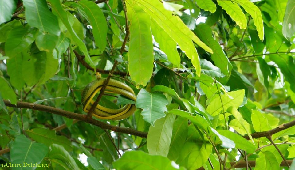 brazil-rio-de-janeiro-snake