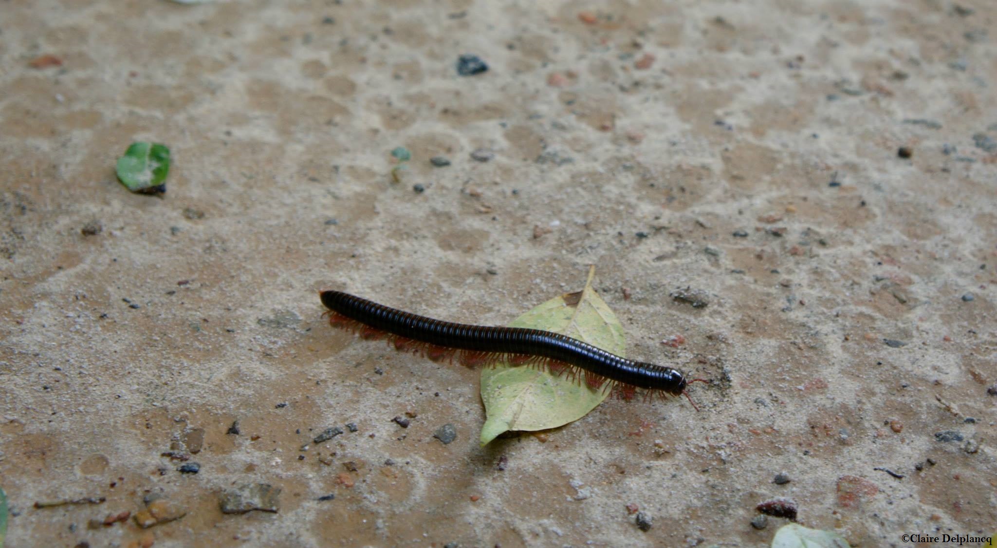 Thailand-Koh-Phi-Phi-centipede