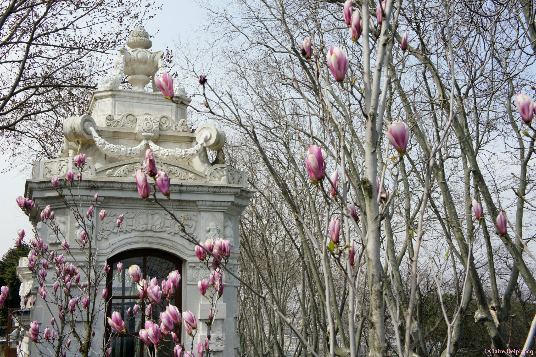 Turkey-Istanbul-spring-blossom