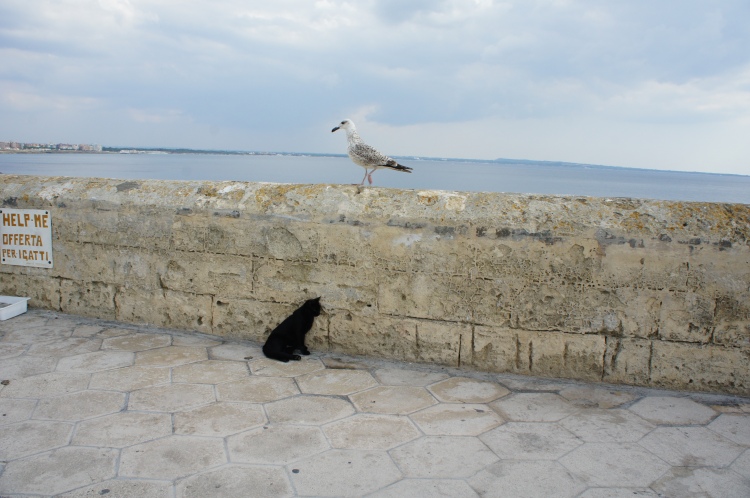 Seagull and cat in Gallipoli