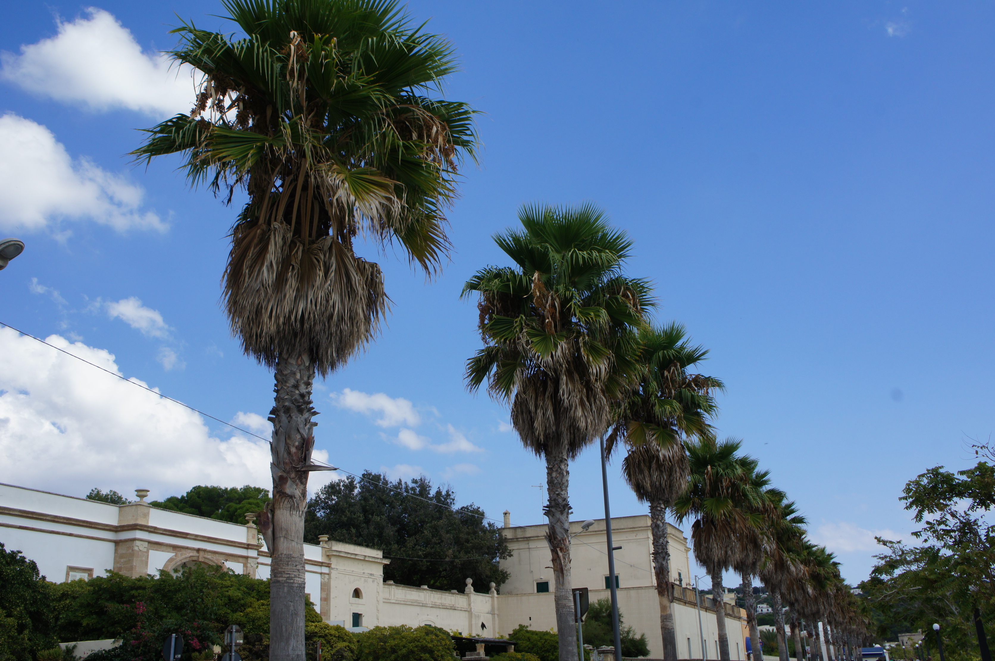 Palm trees in Leuca