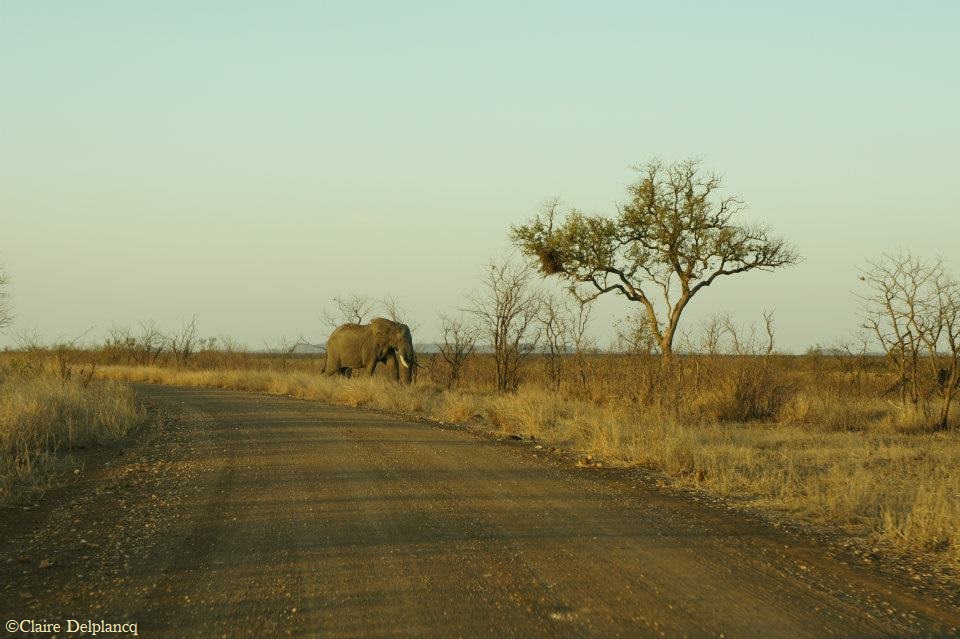 South-Africa-savanna-elephant