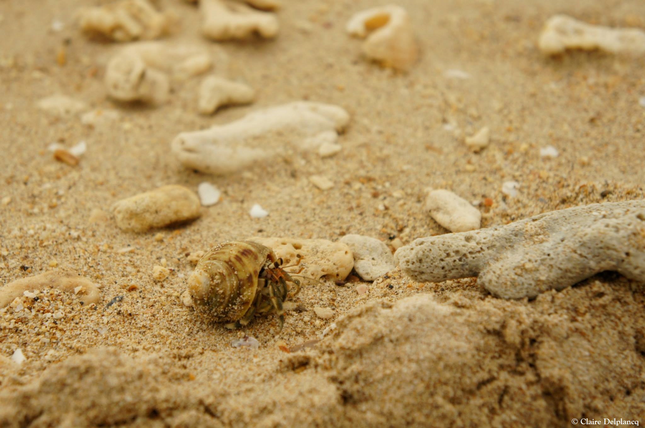 Thailand-hermit-crab