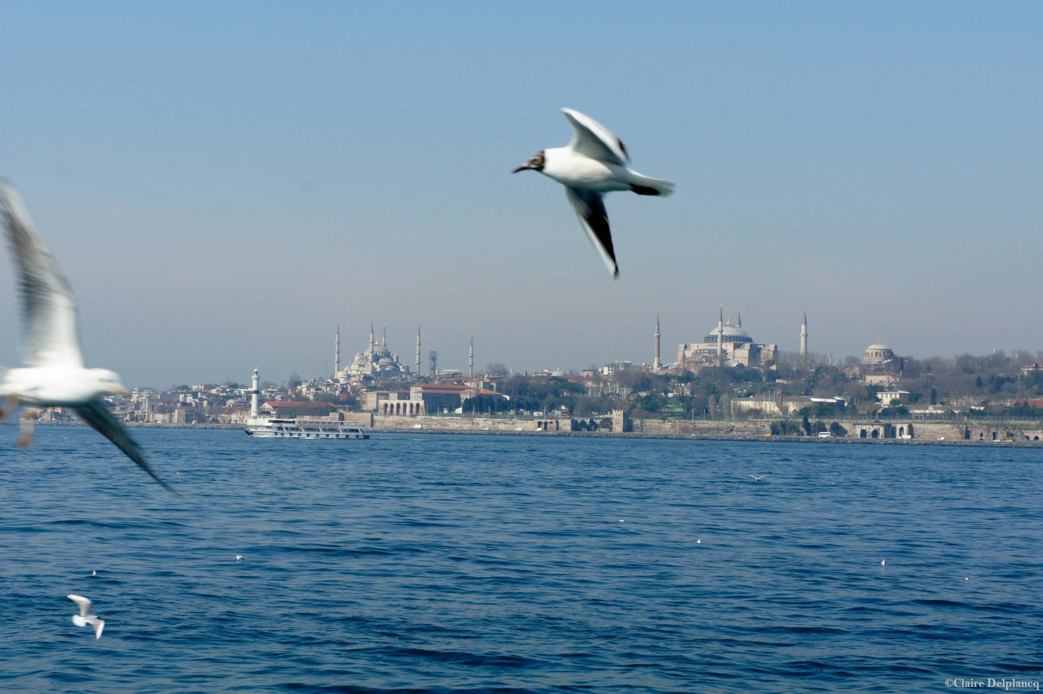 Turkey-Istanbul-seagull