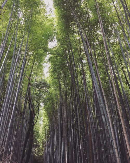 Bamboo forest Tokyo