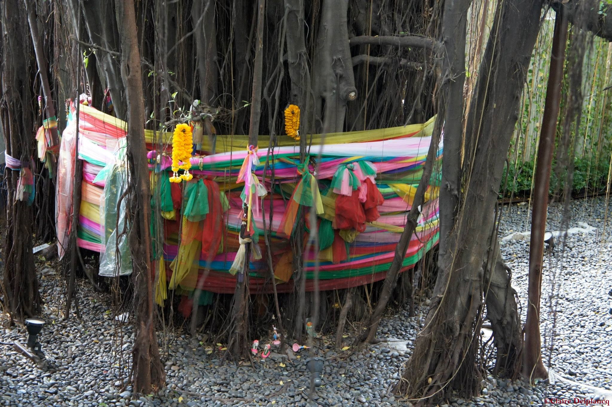 Thailand-Bangkok-tree