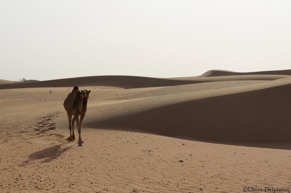 Dubai-desert-safari-camel-sunset