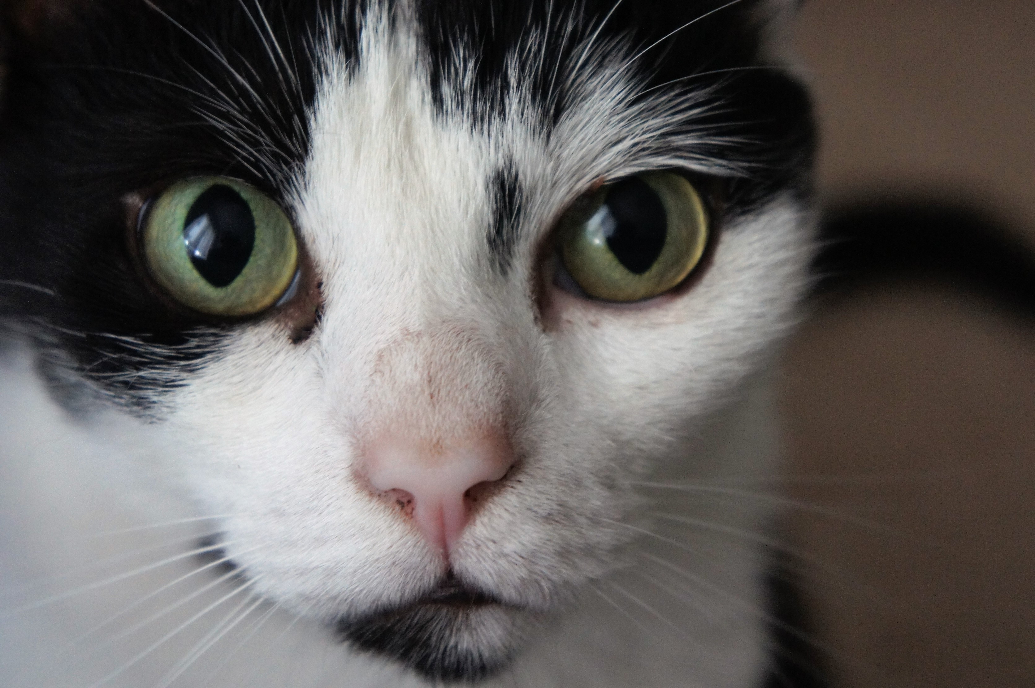 Cat Guest Bedroom interior design