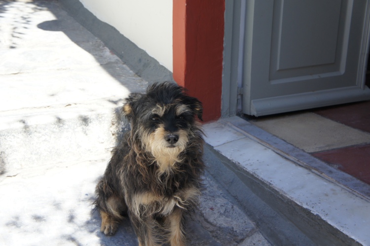 Dog in Oia Santorini