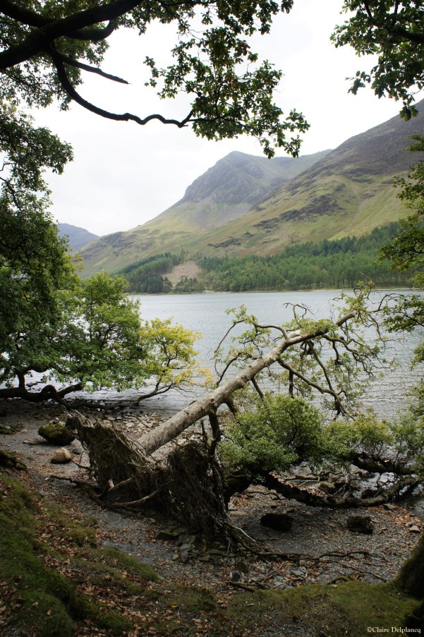 Tree Lake District Cumbria