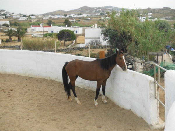Horse Riding Mykonos