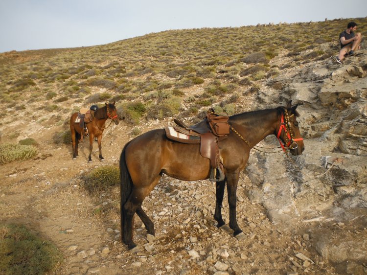 Horse Riding Mykonos