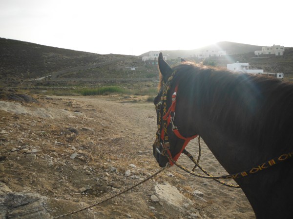 Horse Riding Mykonos