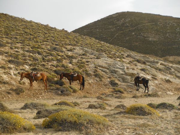 Horse Riding Mykonos