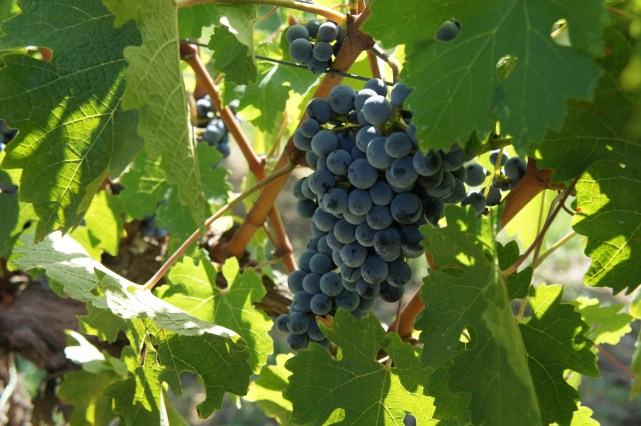 Grapes Viticcio vineyard