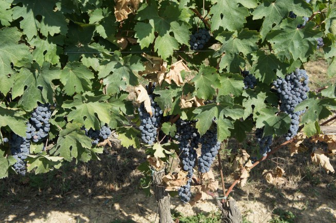 Grapes Viticcio vineyard