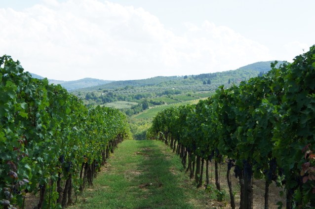 Viticcio vineyard