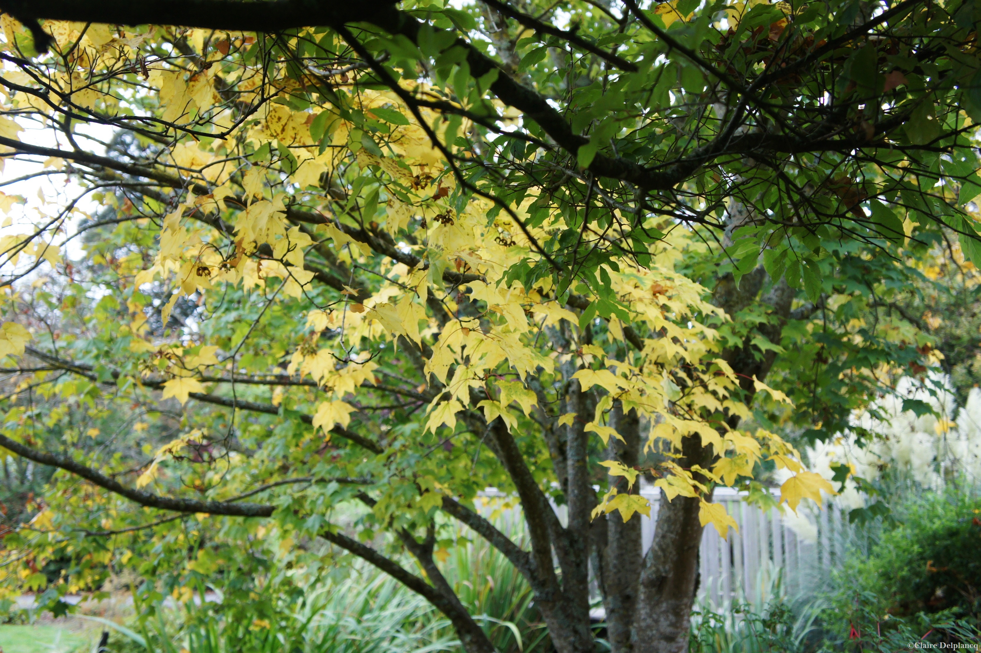 Autumn leaves Lake District
