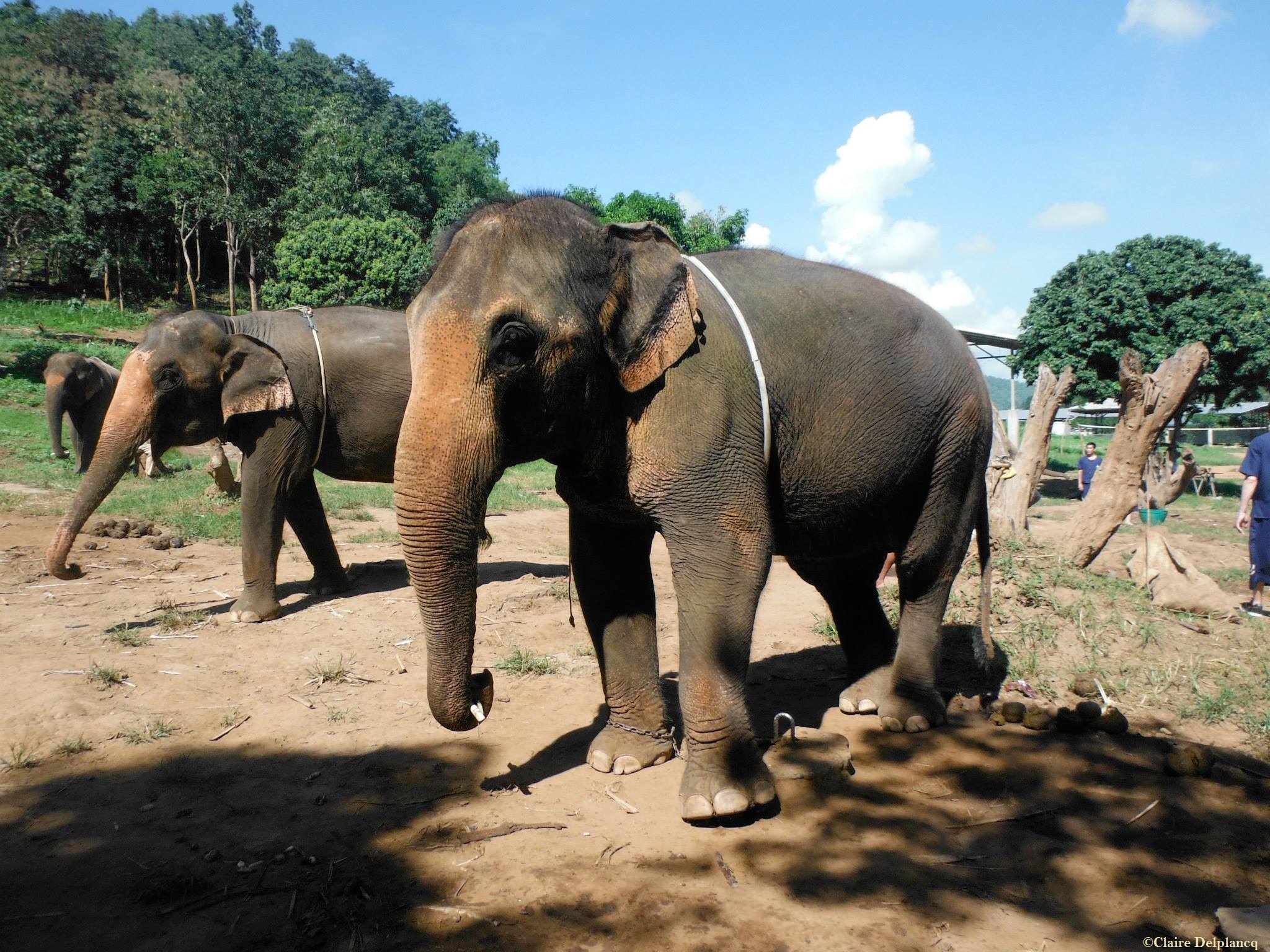 Elephant Sanctuary Chiang Mai