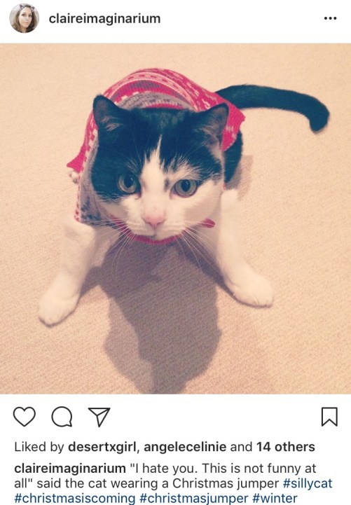 Cat in Christmas Jumper