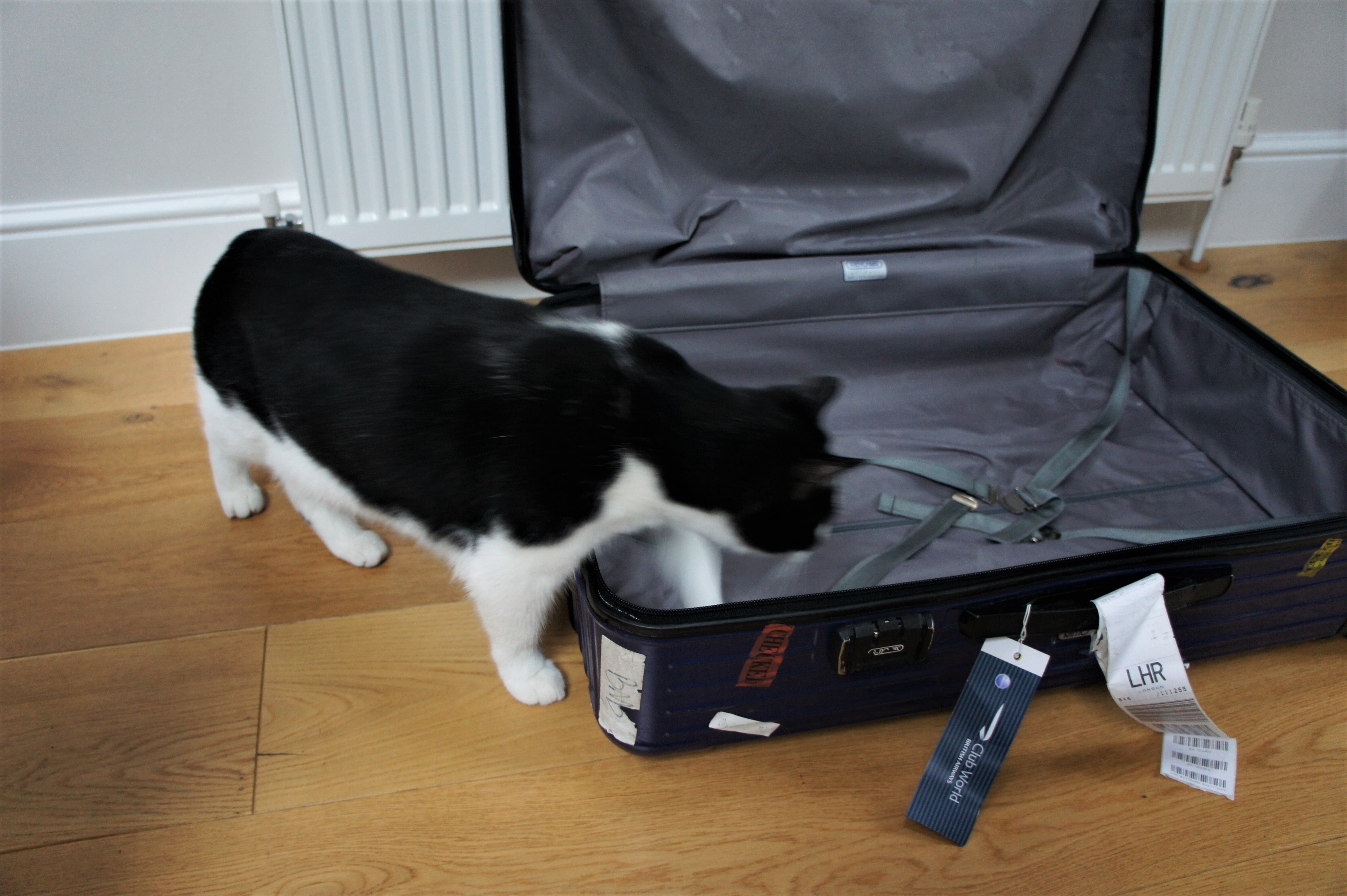 Rimowa suitcase and cat