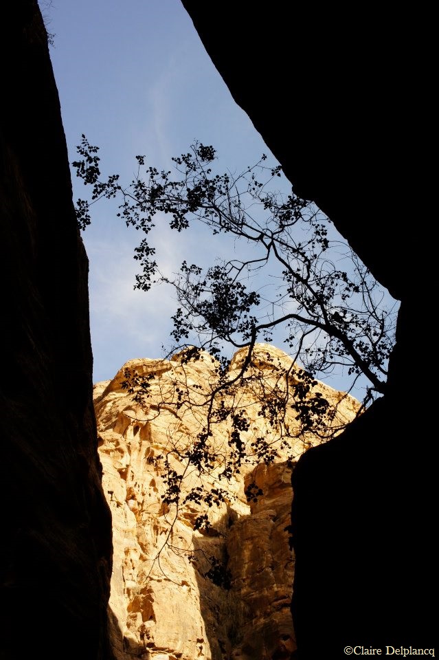 Petra canyon tree Jordan