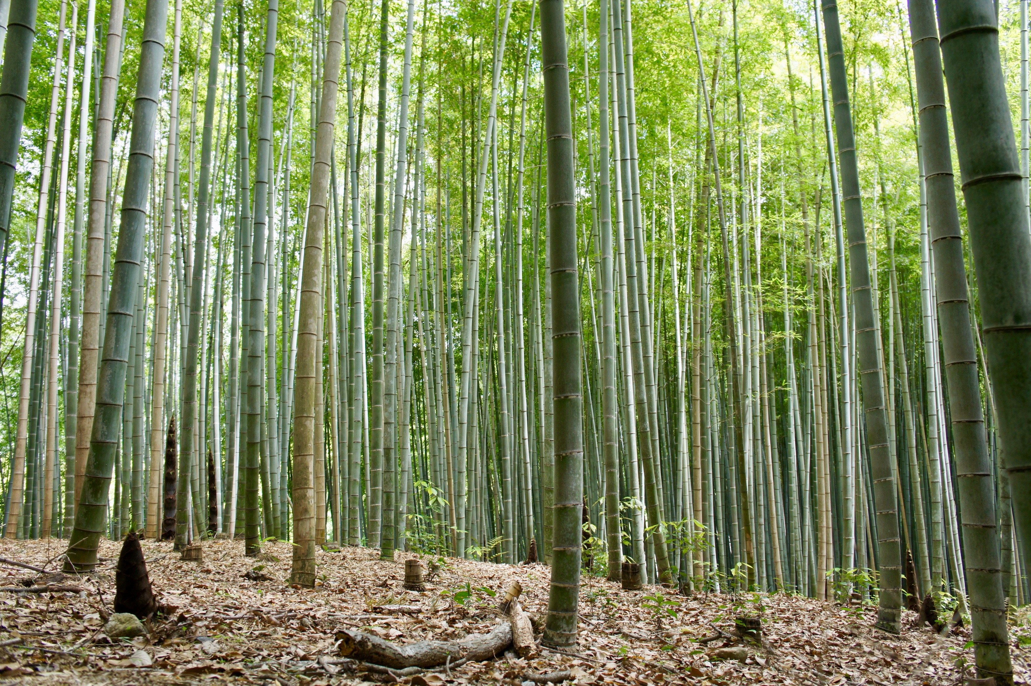 The Bamboo Forest