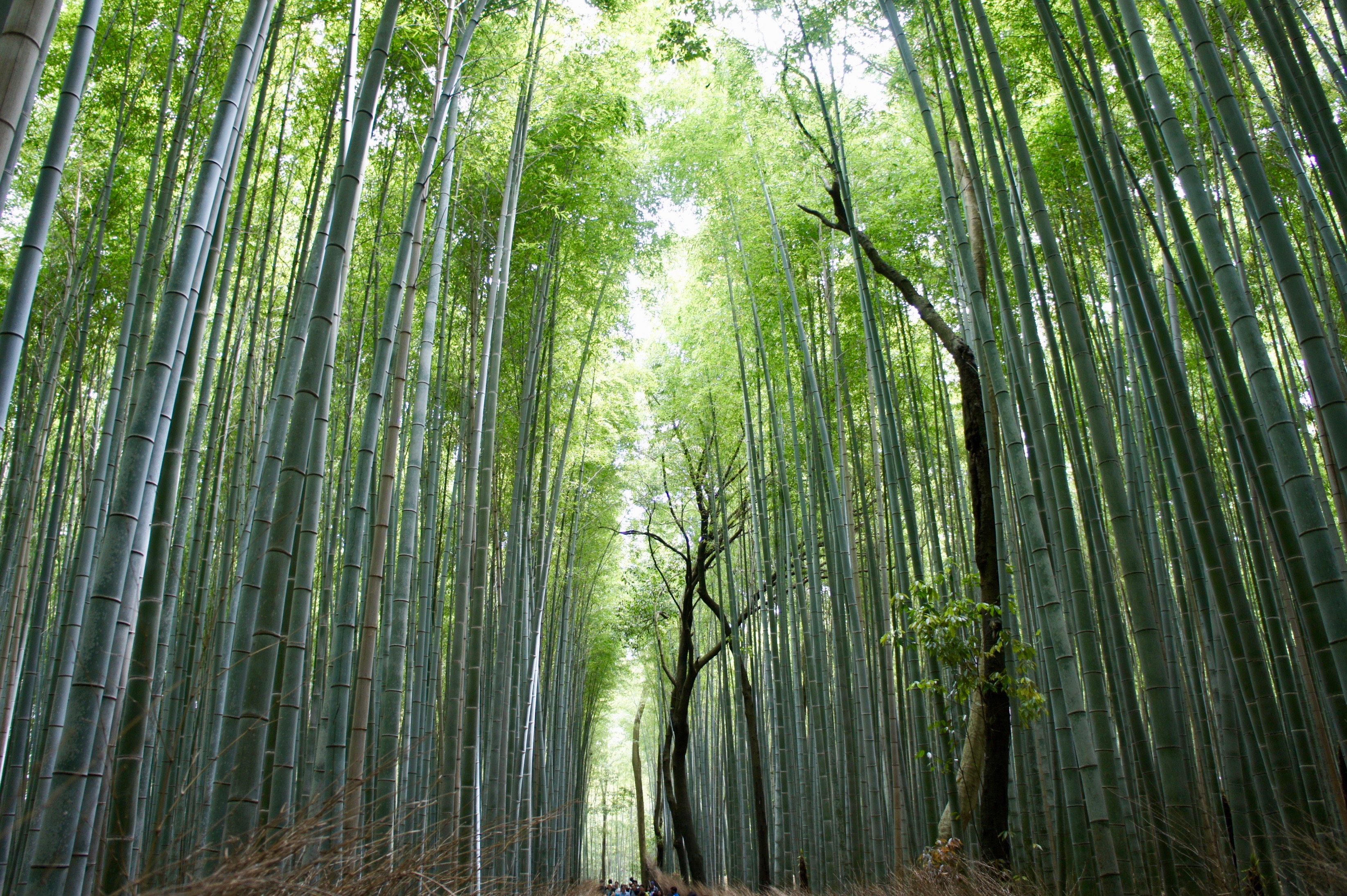 The Bamboo Forest