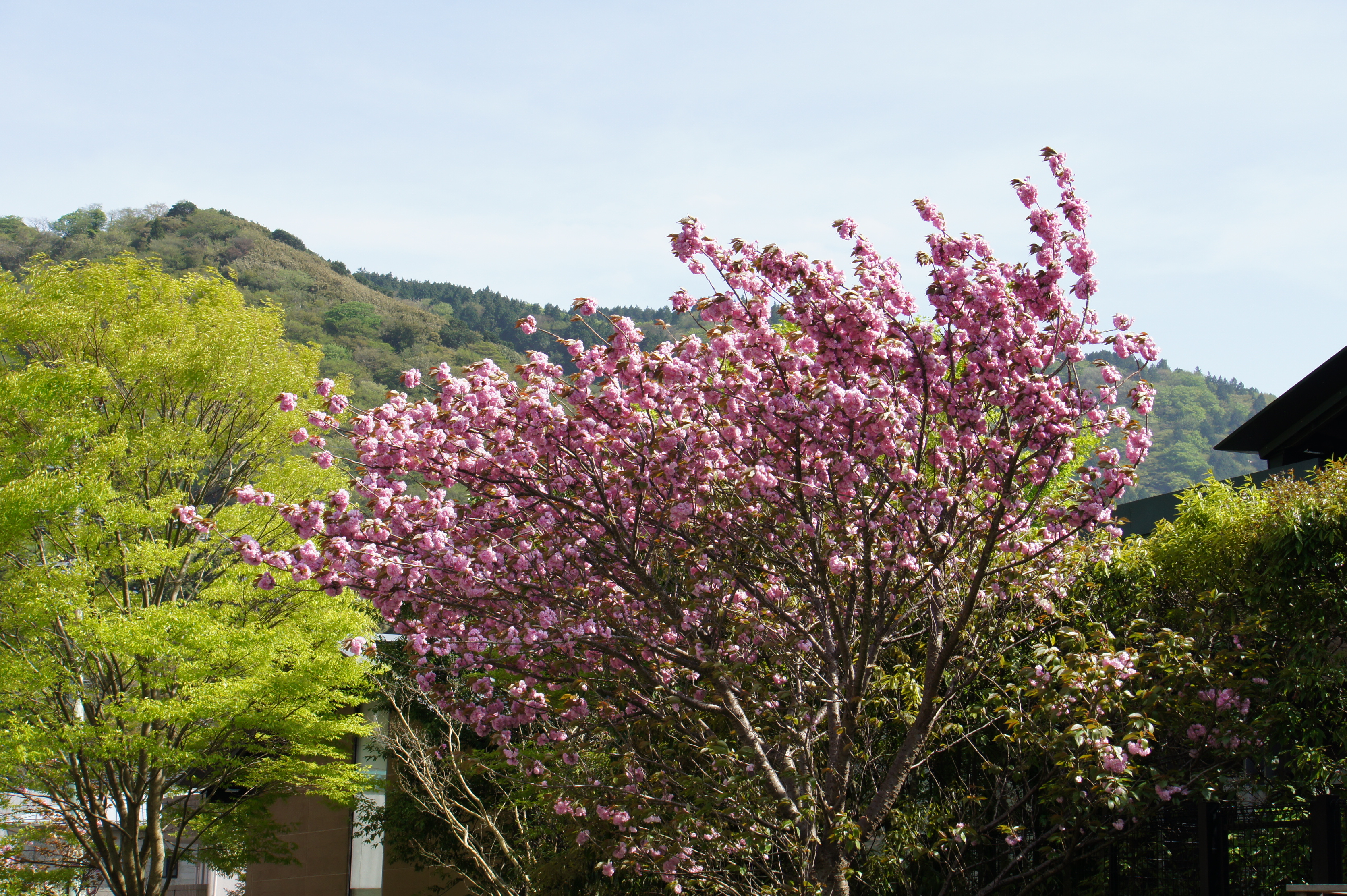 Cherry blossom in Hakone