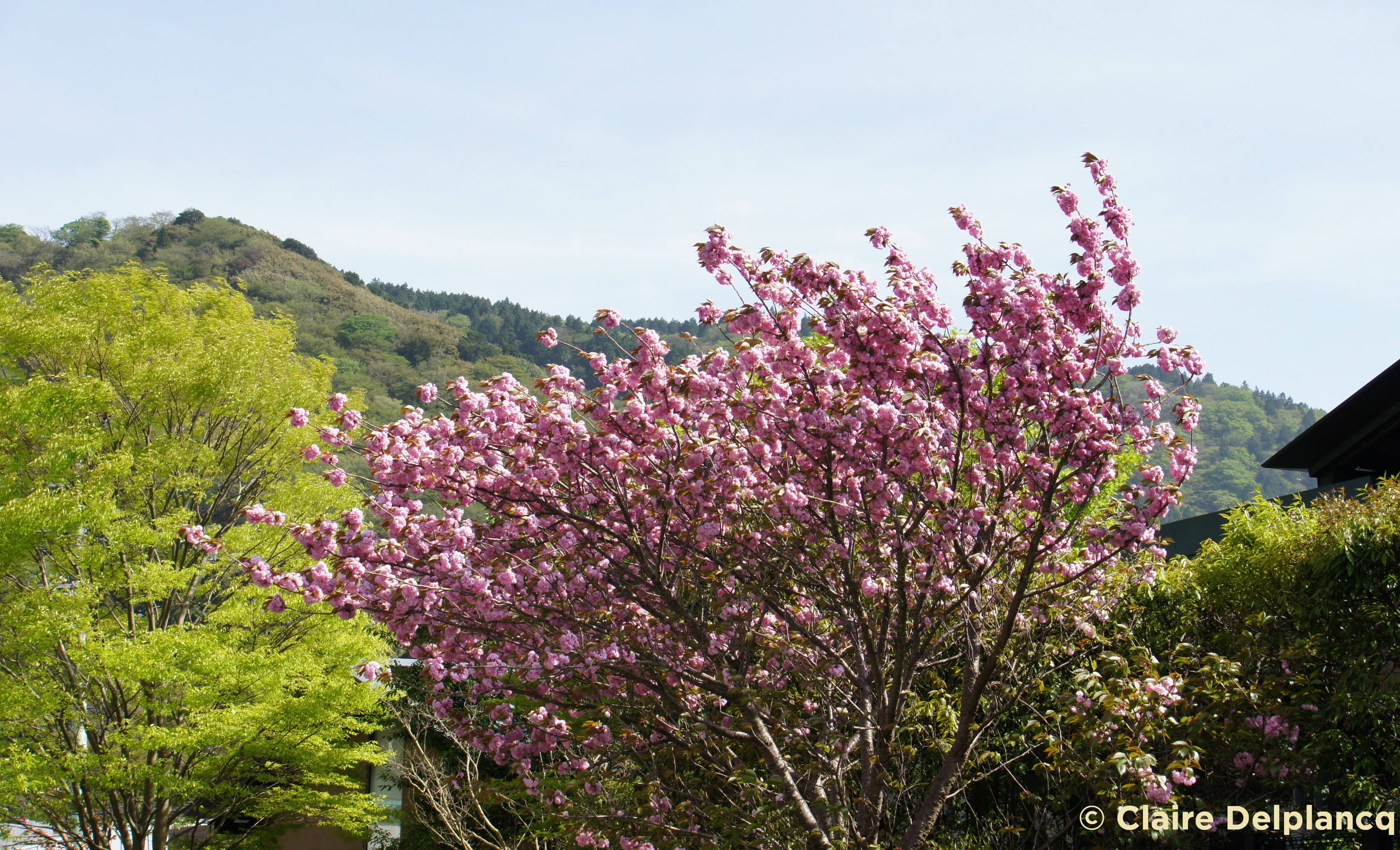 hakone-cherry-blossom1.jpg