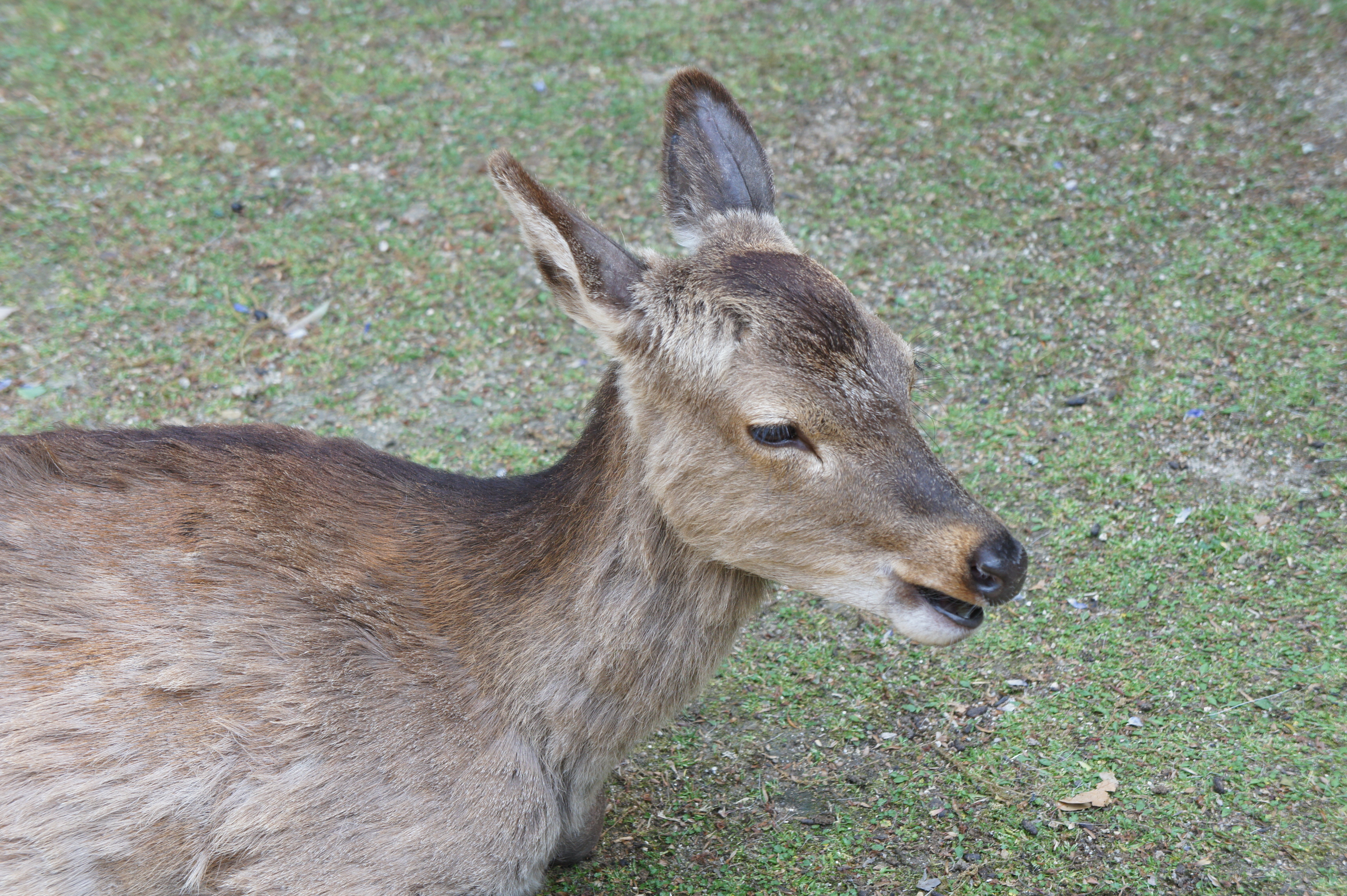 Deer in Miyajima Island