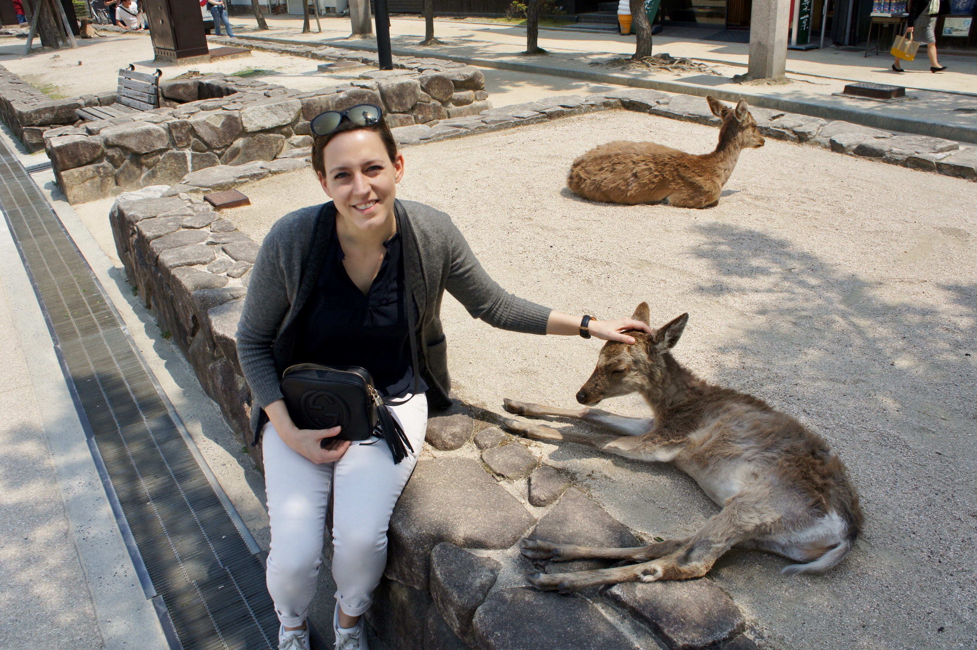 Deer in Miyajima Island