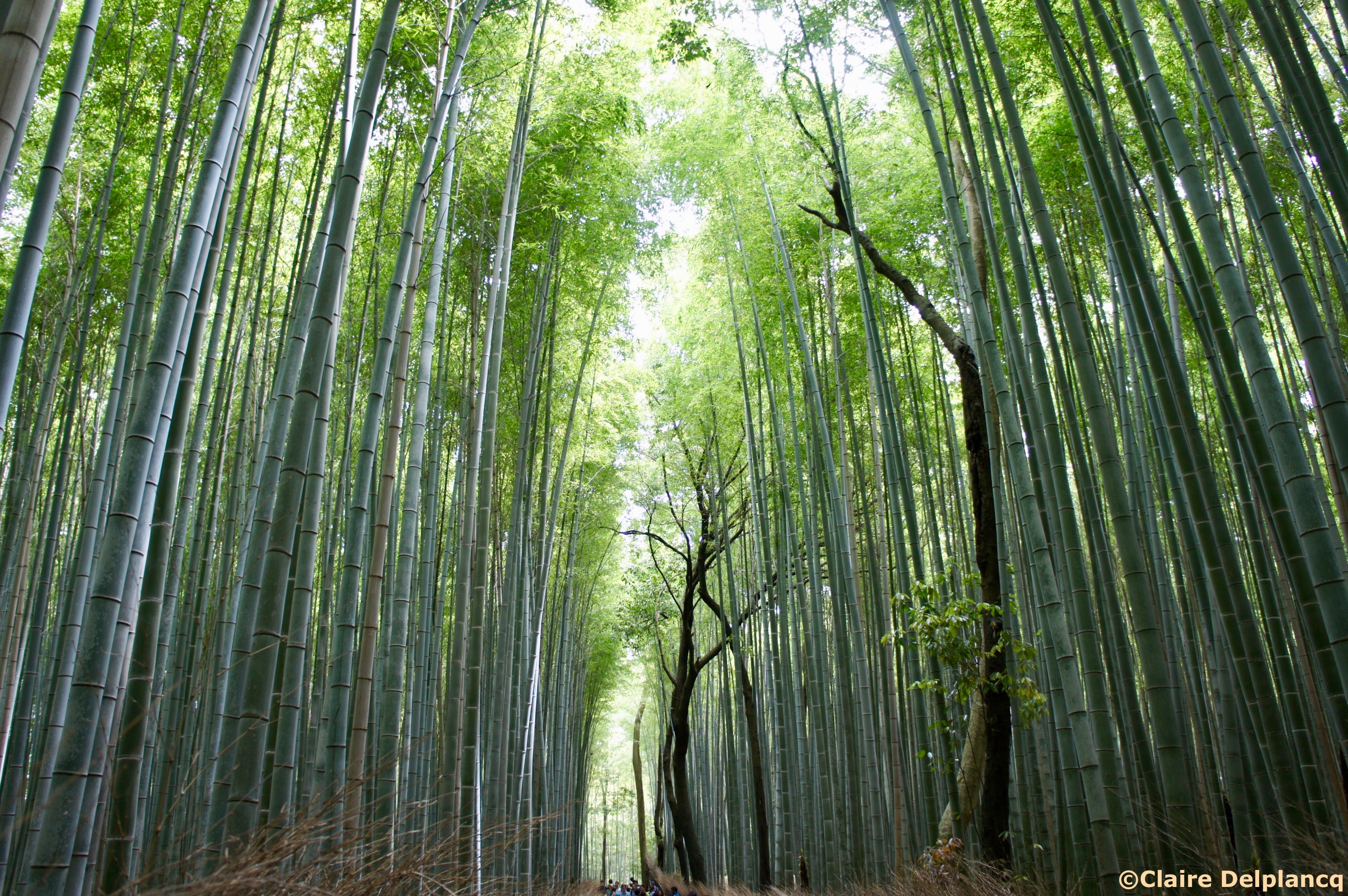 Kyoto Bamboo Forest