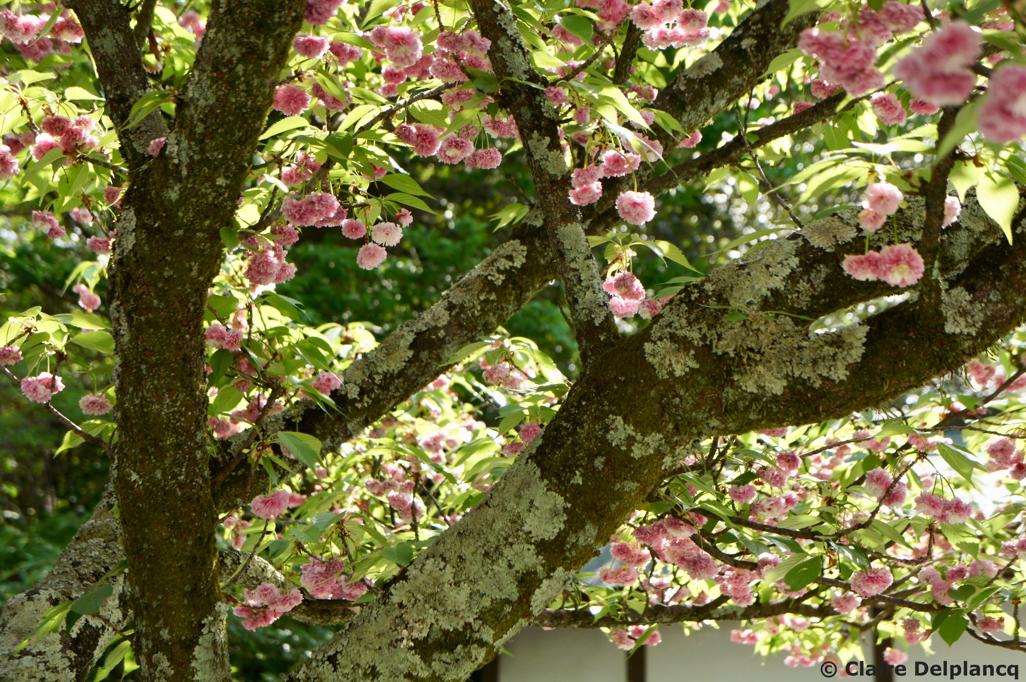 Cherry Blossom in Kyoto