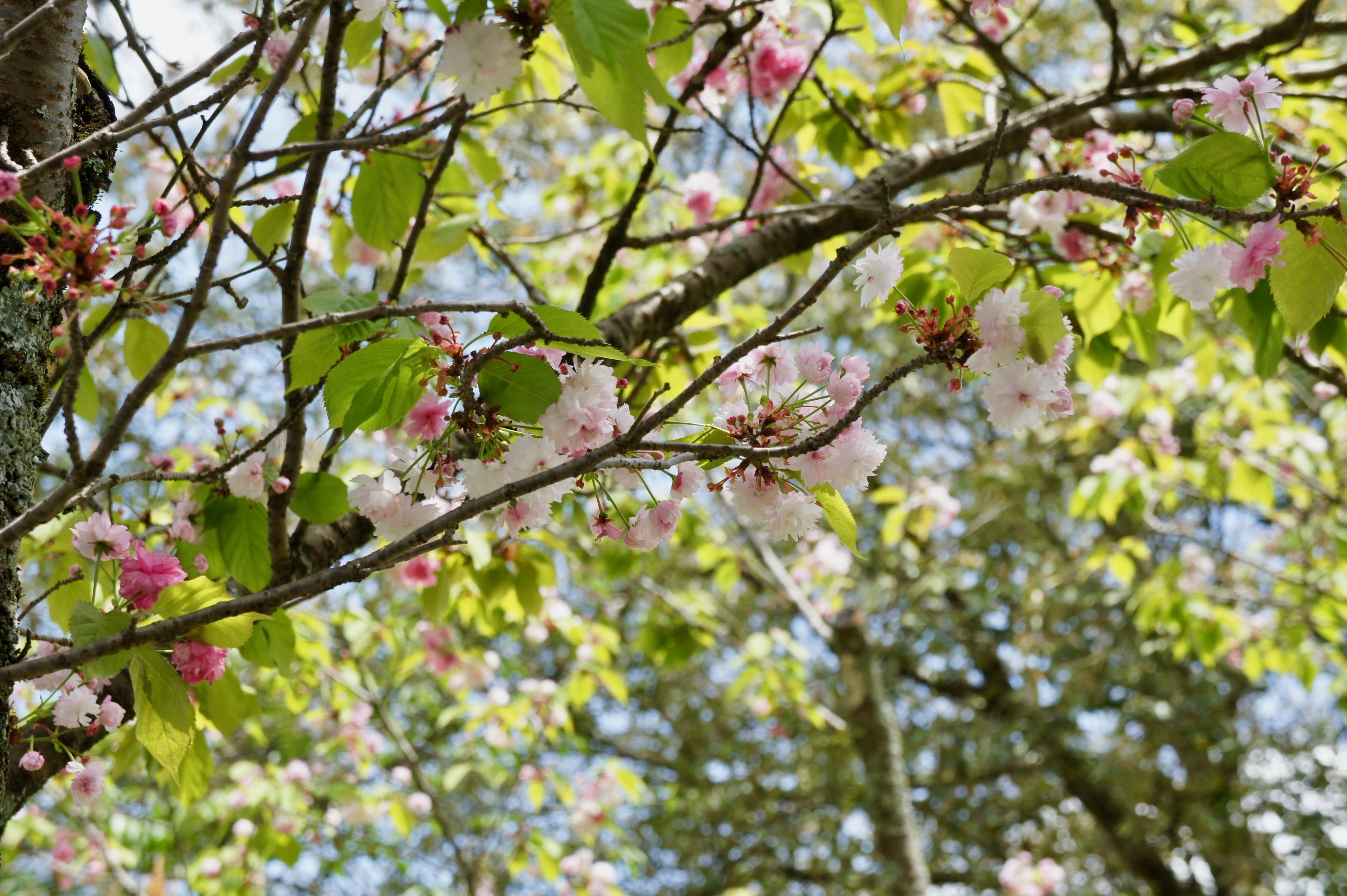 Cherry Blossom in Nara