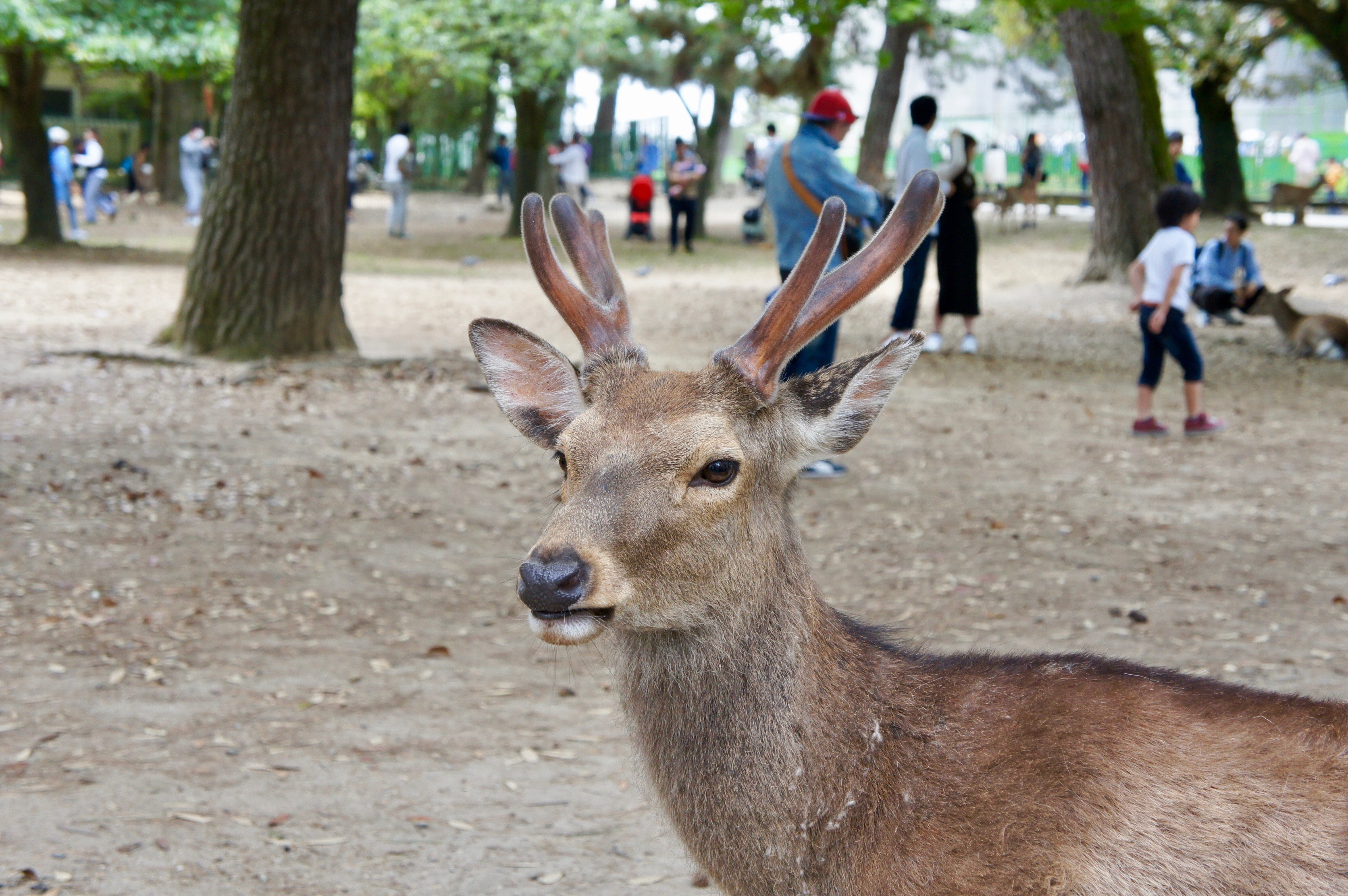 Deer in Nara