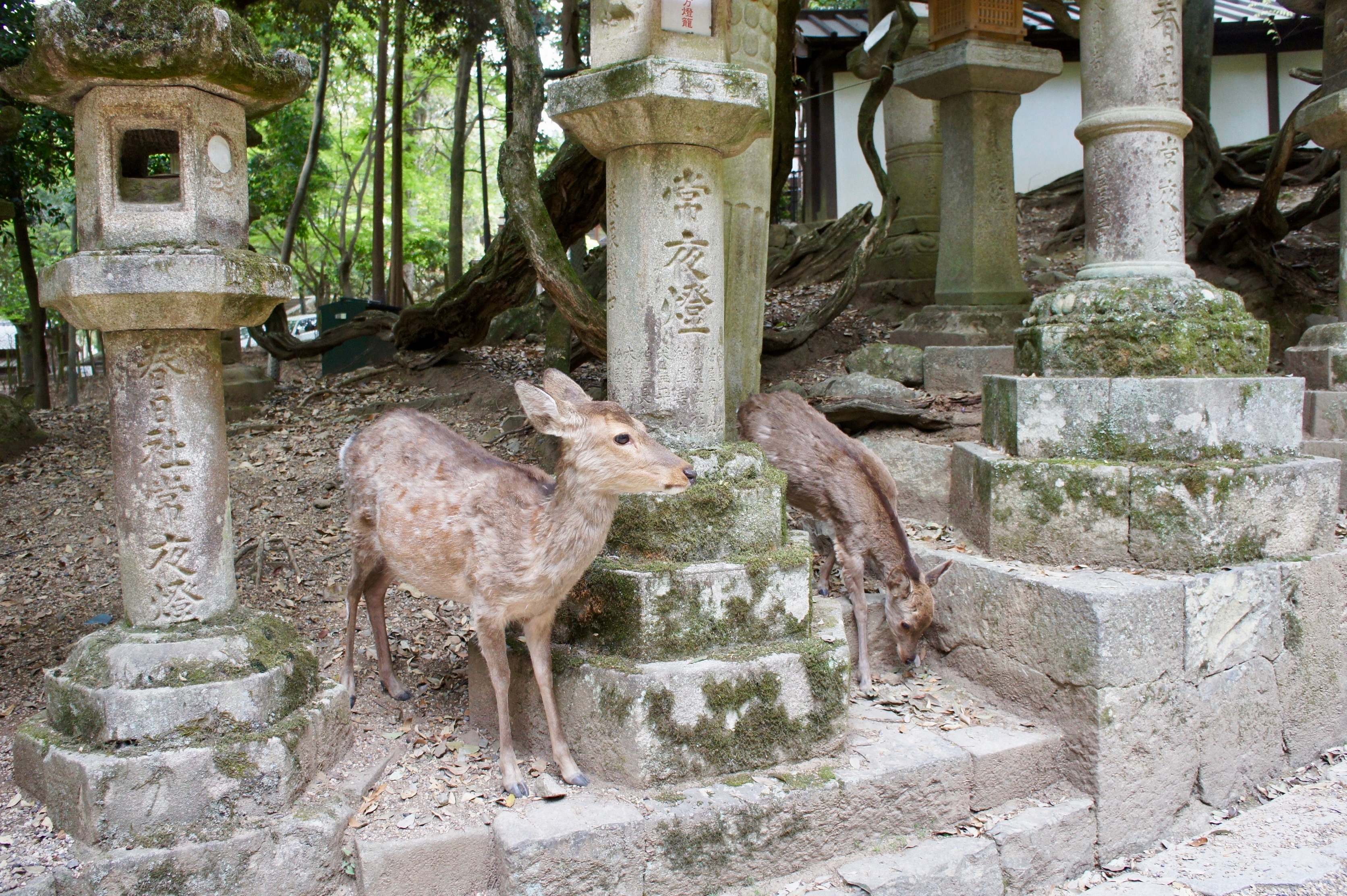 Deer in Nara